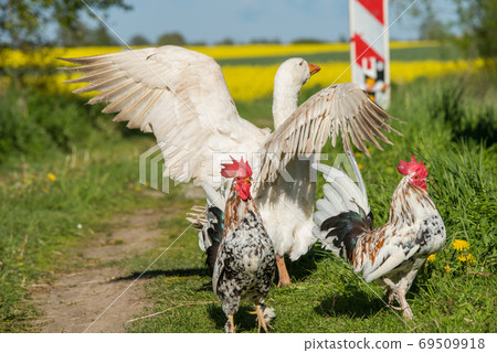 Roosters and white geese walk on a country road. 69509918