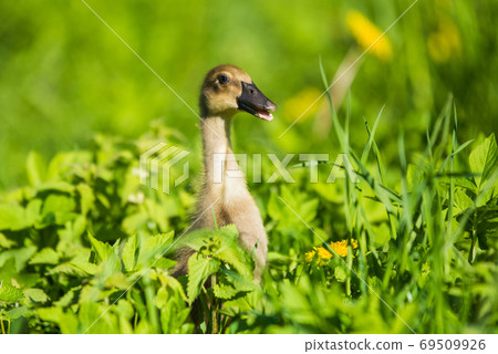 little domestic gray duckling sitting in green grass little domestic gray duckling sitting in green grass 69509926