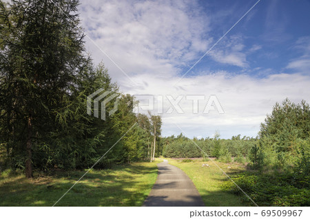 Forest in De Dellen 69509967