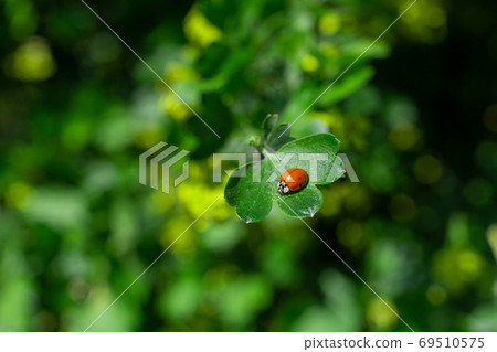 little ladybug sitting on a green leaf in the garden little ladybug sitting on a green leaf in the garden 69510575