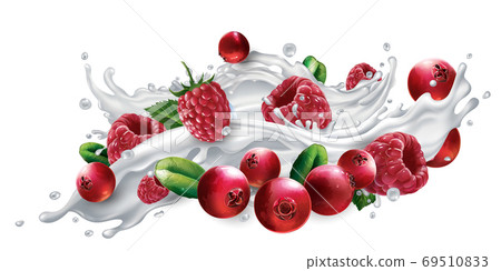 Cranberries and raspberries in a yogurt or milk splash. Cranberries and raspberries in a yogurt or milk splash. 69510833