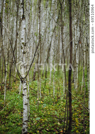 Beautiful summer birch grove in the evening sunlight. 69510964
