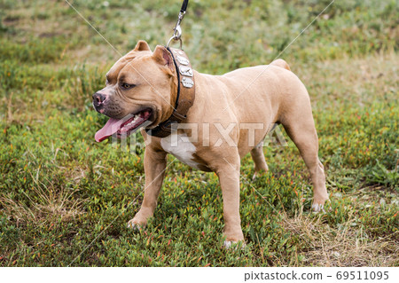 Portrait of American bulldog on the green grass. 69511095