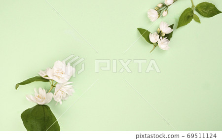 Fresh jasmine flowers on a green background. White spring flowers. Mockup and free space for text. Fresh jasmine flowers on a green background. White spring flowers. Mockup and free space for text. 69511124