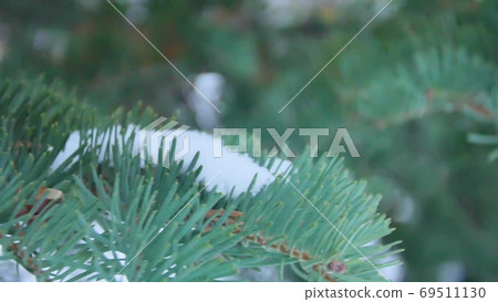 Fir branches covered with hoar frost shoot in RAW, slide movement Fir branches covered with hoar frost shoot in RAW, slide movement 69511130