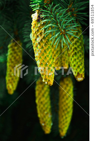 Fir cones from wild Polish forest - Slowinski National Park, Poland Fir cones from wild Polish forest - Slowinski National Park, Poland 69511854