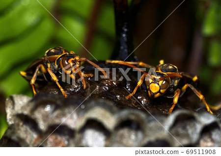 Paper wasp Paper wasp 69511908