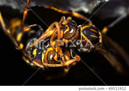 Paper wasp up Paper wasp up 69511912