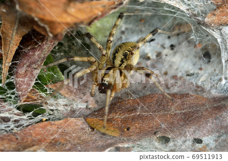 蜘蛛蜘蛛 69511913