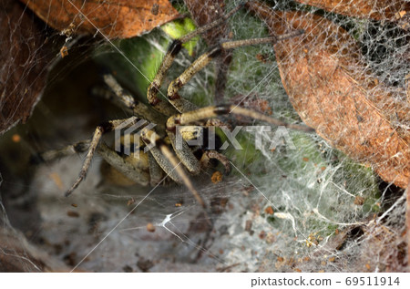 蜘蛛蜘蛛 蜘蛛蜘蛛 69511914