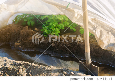 Irrigation young potatoes under agrofibre in small greenhouses. Spunbond to protect against frost and keep humidity of vegetables. Farming and agriculture. Countryside. Focus on the shovel. 69511941