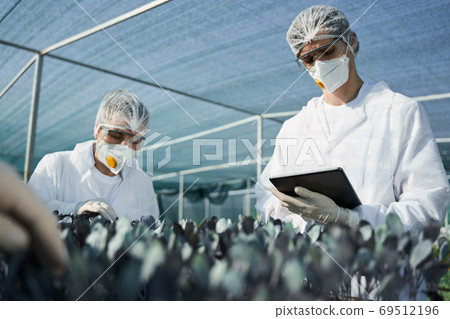 Agronomists with tablet working together in hothouse 69512196