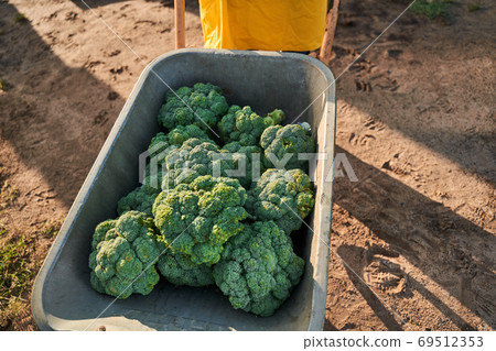 Man carrying heads of broccoli on farm 69512353