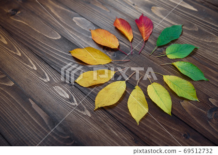 Natural watch from autumn leaves. Clock concept. Autumn leaves transition from green to red on wooden background. Concept change of season. Natural watch from autumn leaves. Clock concept. Autumn leaves transition from green to red on wooden background. Concept change of season. 69512732