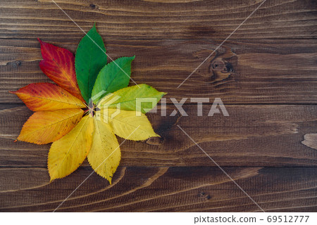 Autumn leaves transition from green to red on wooden background. Concept change of season. Autumn leaves transition from green to red on wooden background. Concept change of season. 69512777