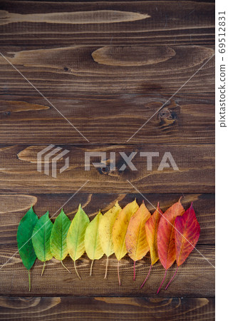 Autumn leaves laid out in a strip passes from green to red on a wooden background. The concept of changing the season. Autumn leaves laid out in a strip passes from green to red on a wooden background. The concept of changing the season. 69512831
