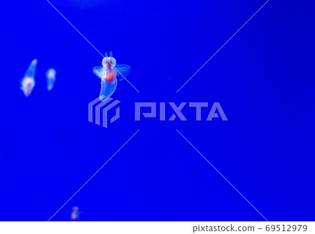 Angel of drift ice Clione 69512979