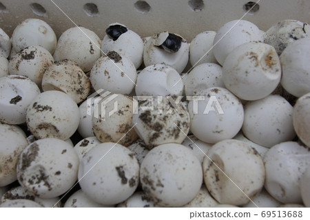 Sea turtle eggs, the moment they hatch (Ogasawara) 69513688