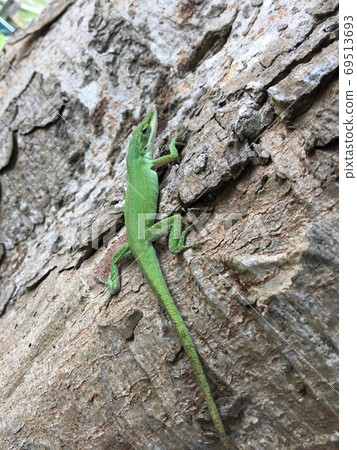 Green anole, a typical exotic species in the Ogasawara Islands 69513693