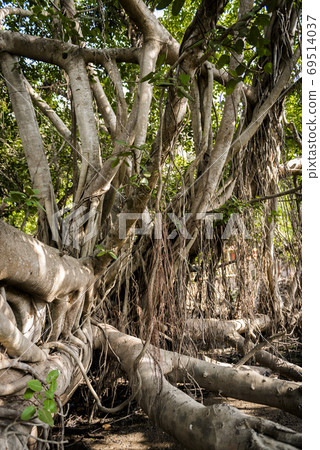 Banyan tree in the jungles of India growing in all directions Banyan tree in the jungles of India growing in all directions 69514037