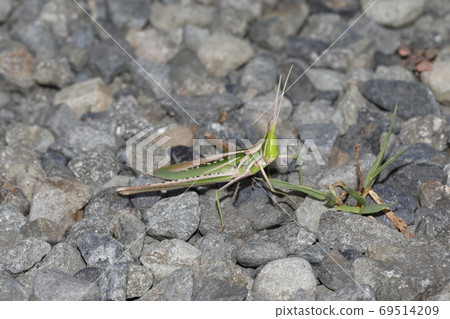 Shorurigata Shorurigata 69514209