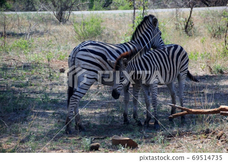 Zebra parents and children in Kruger National Park 69514735