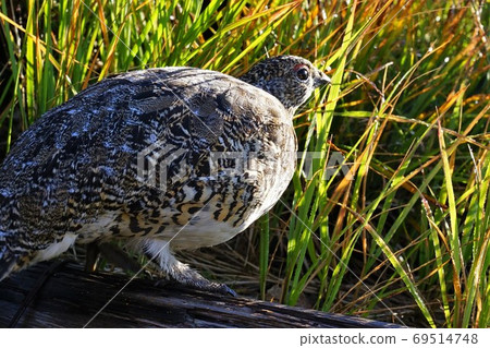 Kitanomata山附近的雷鳥 Kitanomata山附近的雷鳥 69514748