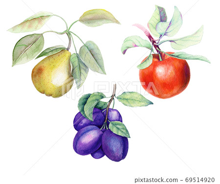 Set of fruits vintage watercolor botanical illustration 69514920