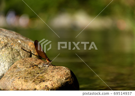 Miyama Kawatombo 69514937