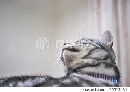 American shorthair nose 69515484