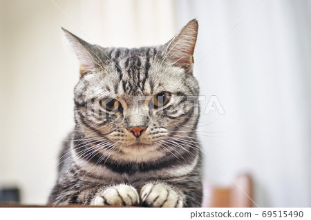 American Shorthair looking at the front 69515490