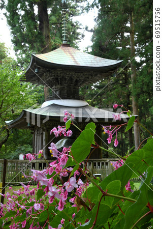 秋天的海盆盛開的岩湯寺（太和） 69515756