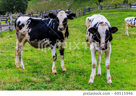 Ayuyama Ranch Mo Mo Land [Minami-ku, Fukuoka City, Fukuoka Prefecture] 69515946