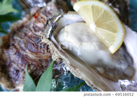 Fresh and delicious rock oysters on a plate 69516052