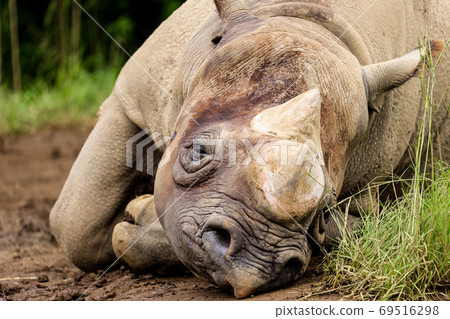 Unmotivated rhino 69516298