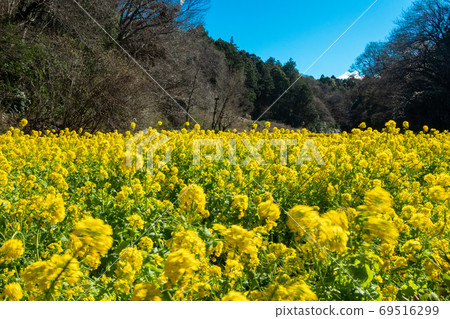 Rapeseed field 69516299