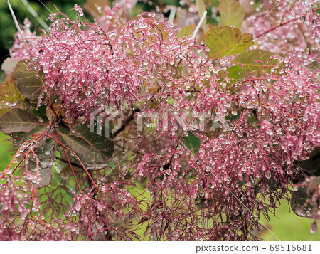 山中湖泰迪熊世界博物館的花園中擁抱manoki葉子的圓點 山中湖泰迪熊世界博物館的花園中擁抱manoki葉子的圓點 69516681
