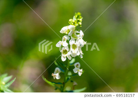 Angelonia genus Angelonia, Scrophulariaceae 69518157