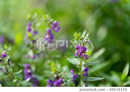 Angelonia genus Angelonia, Scrophulariaceae 69518159