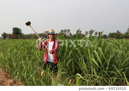 Man farmer with hoe in hand working in the sugarcane farm and we Man farmer with hoe in hand working in the sugarcane farm and we 69518320