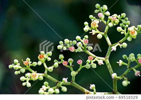 黃色花花 黃色花花 69518329