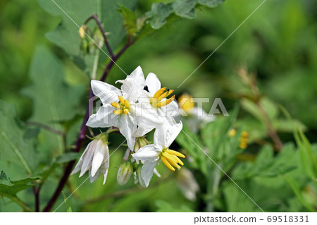 Shirobana Warunasubi(白花邪惡茄子)花 Shirobana Warunasubi(白花邪惡茄子)花 69518331