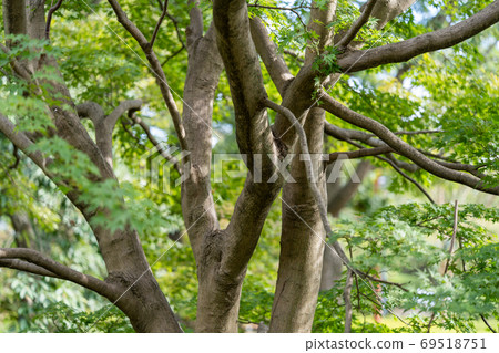 Acer palmatum, Aceraceae, Aceraceae Acer palmatum, Aceraceae, Aceraceae 69518751