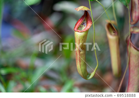 Nepenthes Raffles, Nepenthes family, Nepenthes genus 69518888