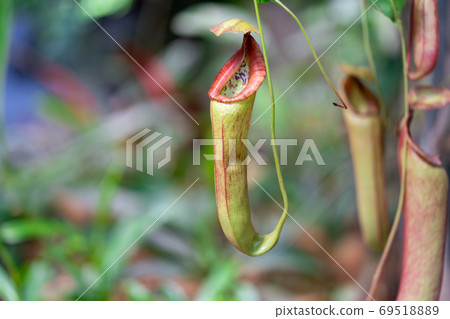 Utsubo Kazura Utsubo Kazura家庭Utsubo Kazura 69518889