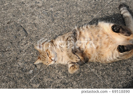 Tabby cat lying in the garden in Indian summer and basking in the sun 69518890
