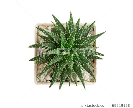 Closeup succulent plant in pot for decoration with vintage tone, Closeup succulent plant in pot for decoration with vintage tone, 69519138