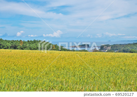 越前海岸的稻田 越前海岸的稻田 69520127