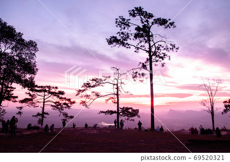 Beautiful sunrise with silhouette pine trees at Pha Nok An cliff. Phu Kradueng. Thailand 69520321