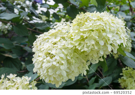 Hydrangea arborescens, flowering tree in garden Hydrangea arborescens, flowering tree in garden 69520352